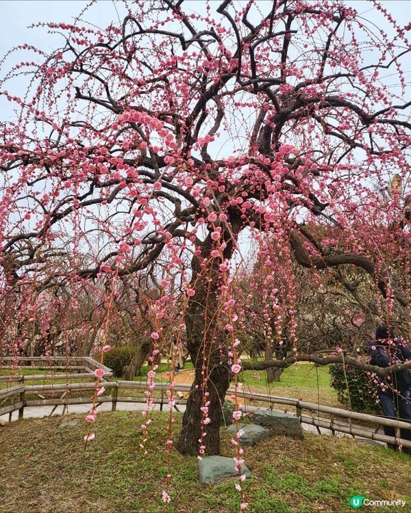 Senribanpakukoen, Suita, Osaka...