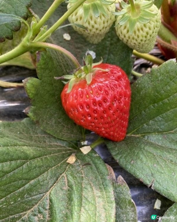 4-5月🇯🇵東京還可以摘🍓士啤梨嗎?