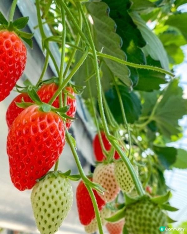 4-5月🇯🇵東京還可以摘🍓士啤梨嗎?