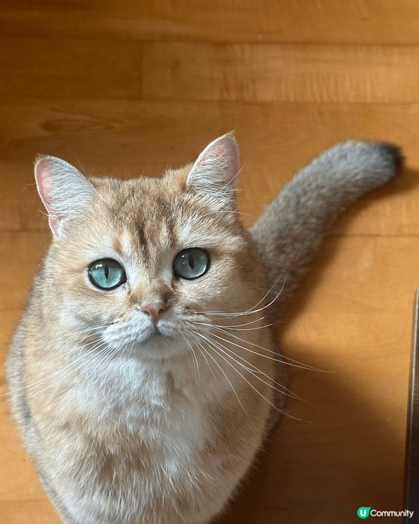 這隻趣怪的貓貓叫麻油，她非常非常的貪吃，每次討吃小食都會露出...