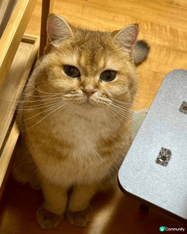 這隻趣怪的貓貓叫麻油，她非常非常的貪吃，每次討吃小食都會露出...