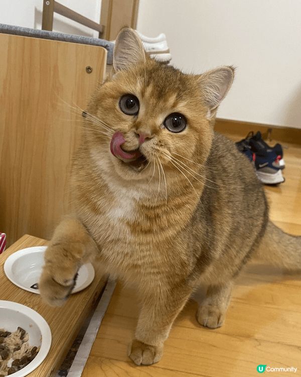 這隻趣怪的貓貓叫麻油，她非常非常的貪吃，每次討吃小食都會露出...