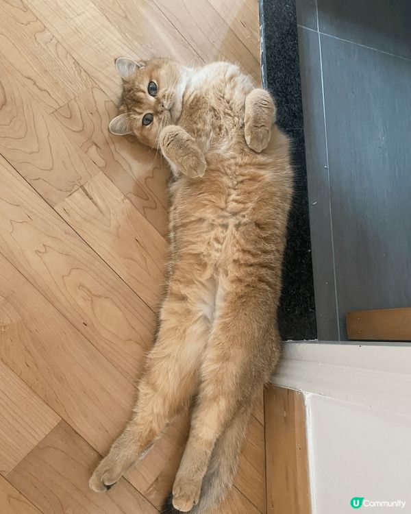 這隻趣怪的貓貓叫麻油，她非常非常的貪吃，每次討吃小食都會露出...