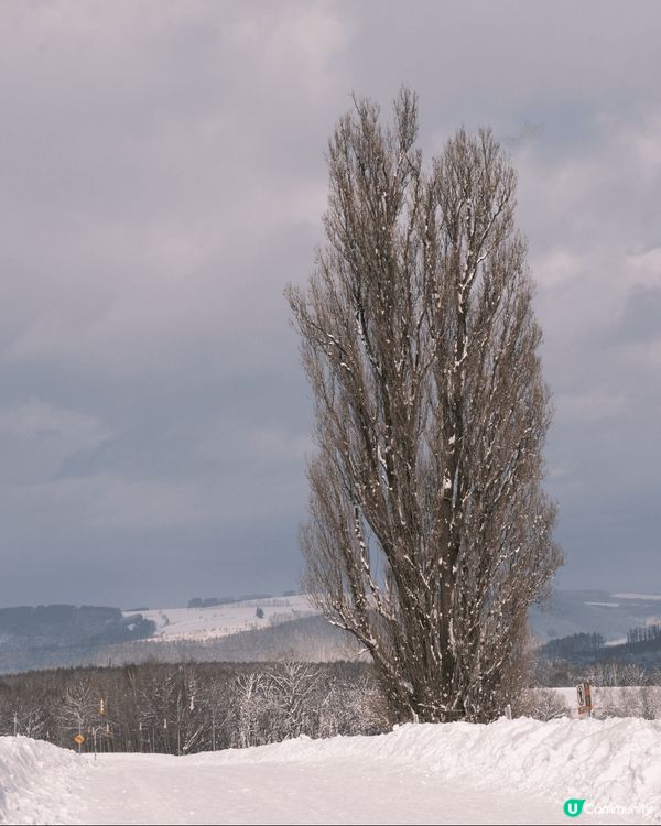 年頭跟家人去了參觀北海道的Ken & Mery之樹，是最深印...