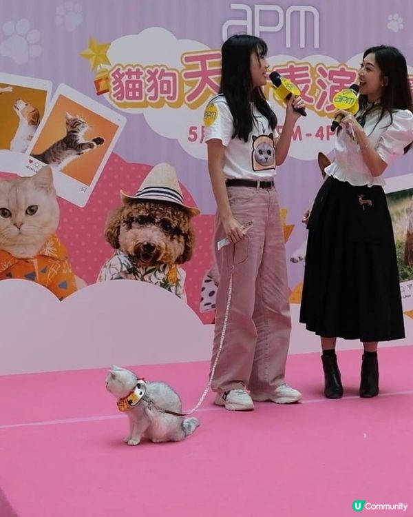 Apm貓狗天才表演大賽