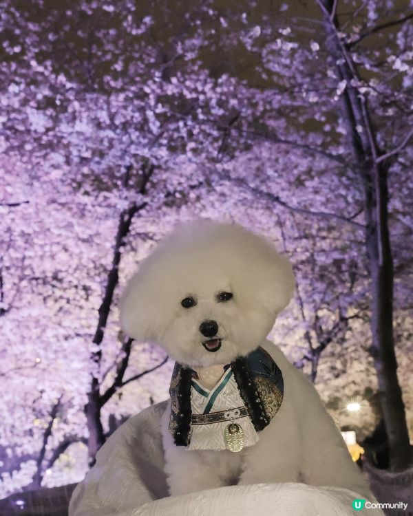 京都夜櫻🌸！賞夜櫻天花板！🤩