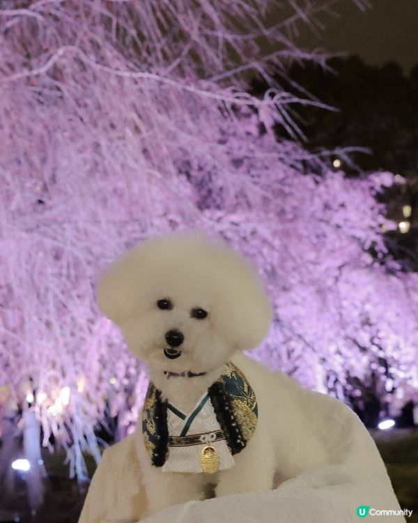 京都夜櫻🌸！賞夜櫻天花板！🤩