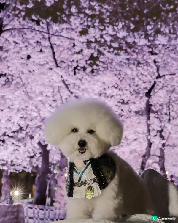 京都夜櫻🌸！賞夜櫻天花板！🤩