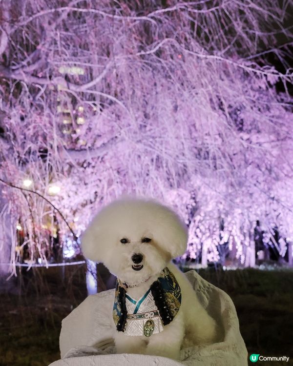 京都夜櫻🌸！賞夜櫻天花板！🤩