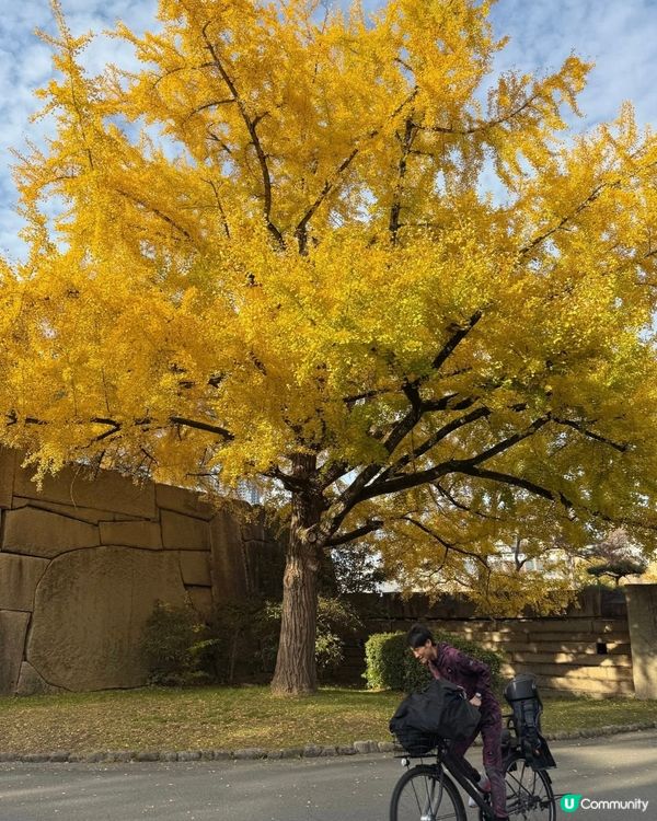 大阪城慢跑🏃‍♀️！A5宮崎牛 帝王蟹吃到爽
