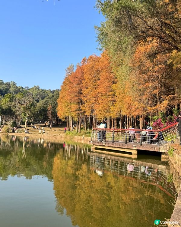 🍂醉美落羽杉🍂