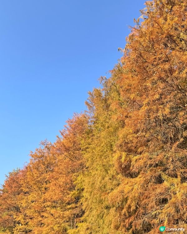🍂醉美落羽杉🍂