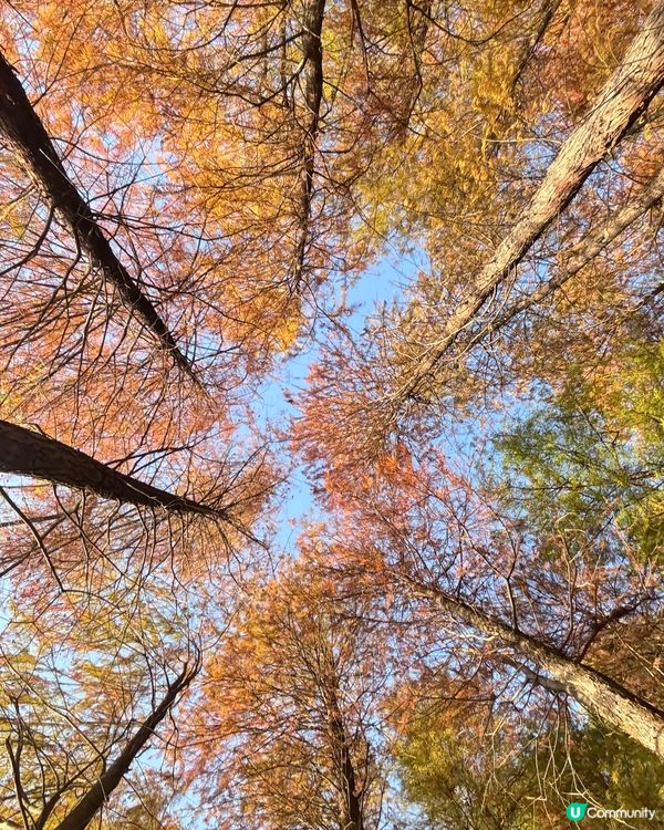 🍂醉美落羽杉🍂