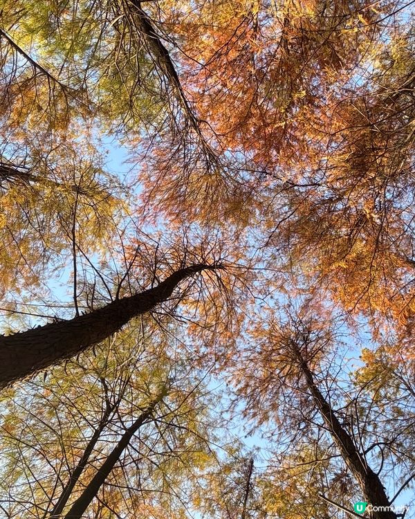 🍂醉美落羽杉🍂