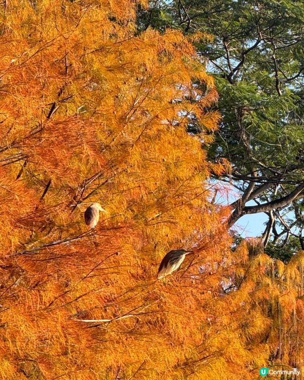 🍂醉美落羽杉🍂