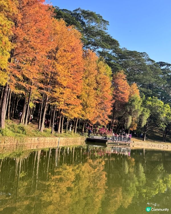 🍂醉美落羽杉🍂