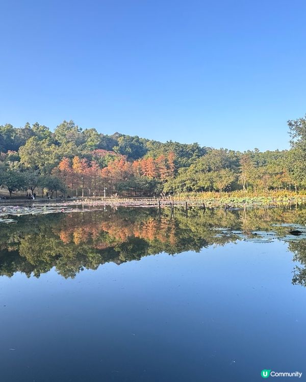 🍂醉美落羽杉🍂