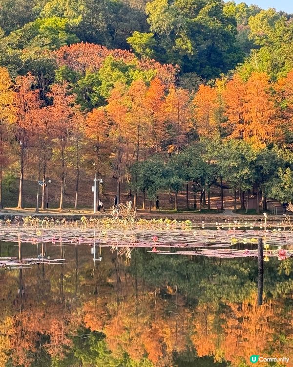 🍂醉美落羽杉🍂