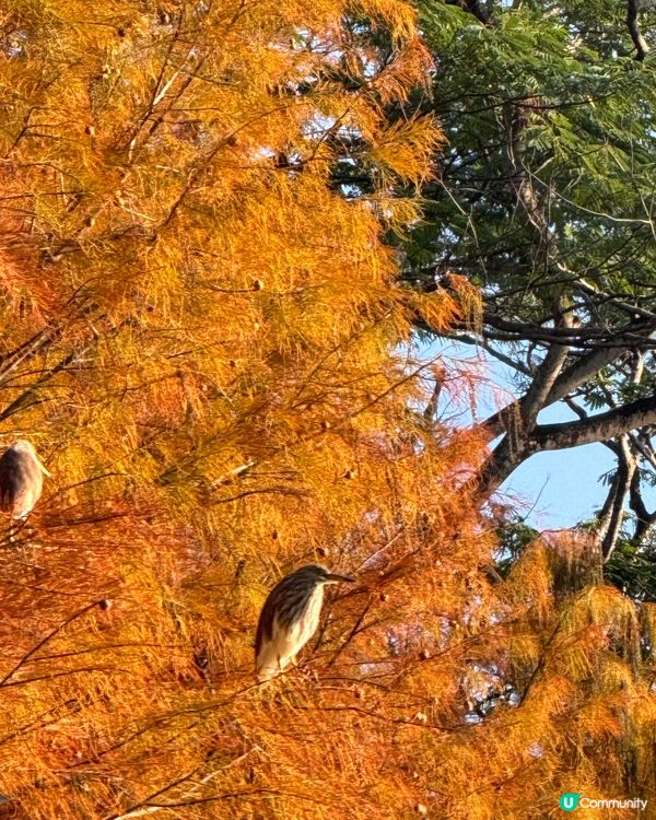 🍂醉美落羽杉🍂