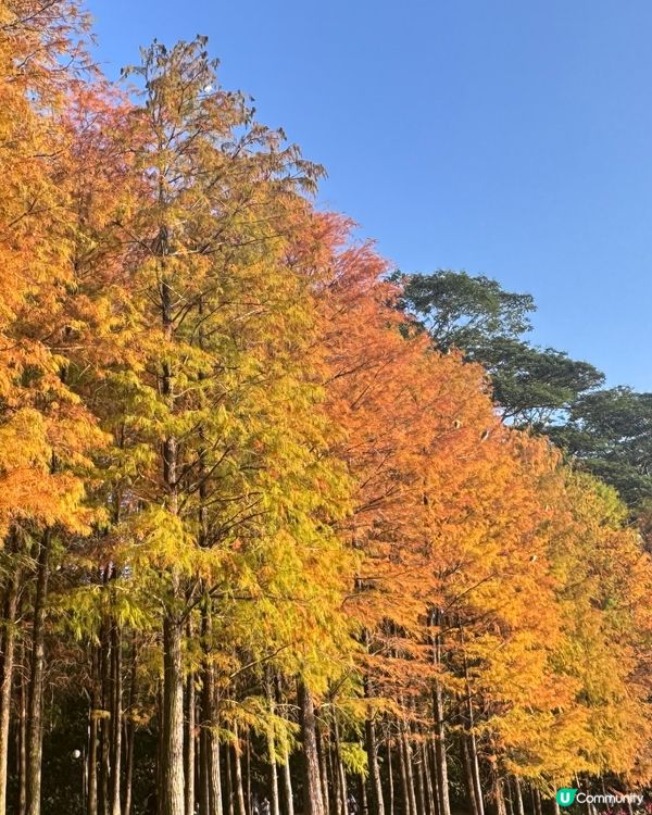 🍂醉美落羽杉🍂