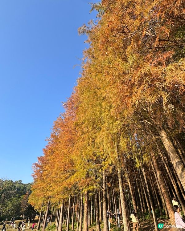 🍂醉美落羽杉🍂