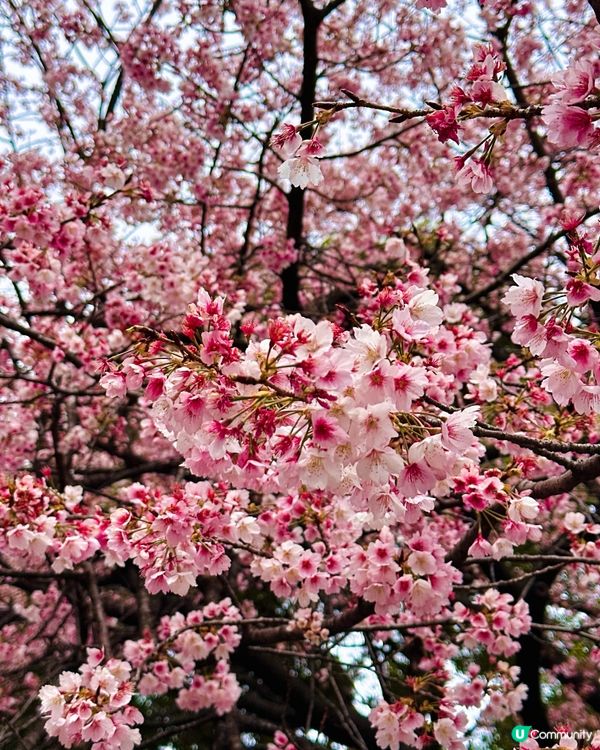 東京賞櫻🌸好去處
