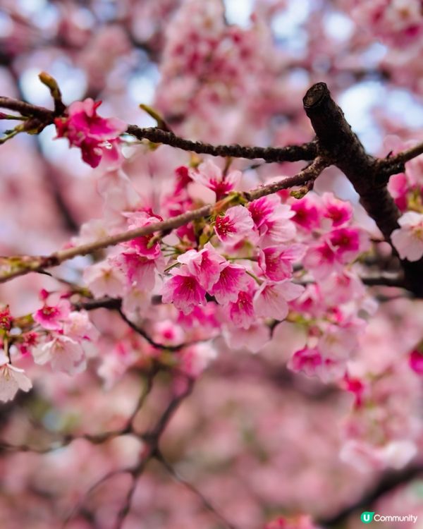 東京賞櫻🌸好去處