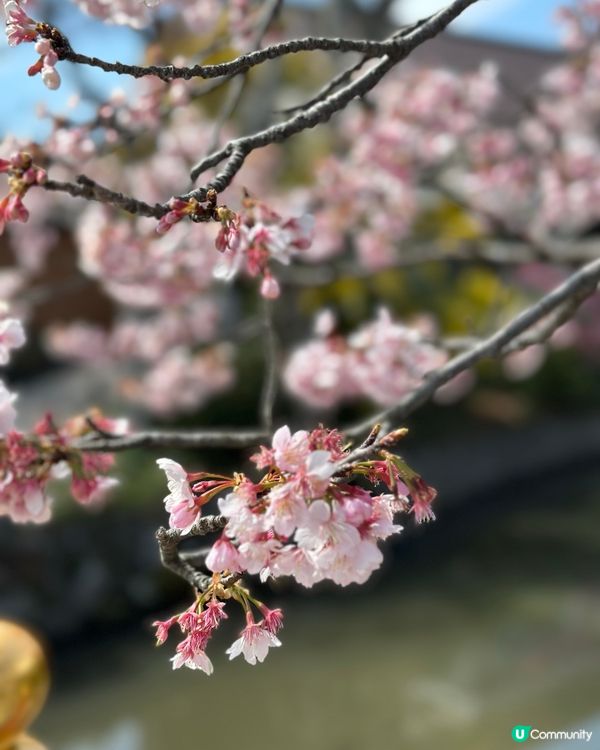 東京賞櫻🌸好去處