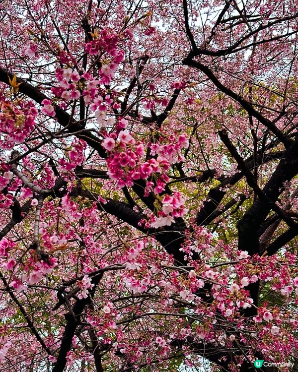 東京賞櫻🌸好去處