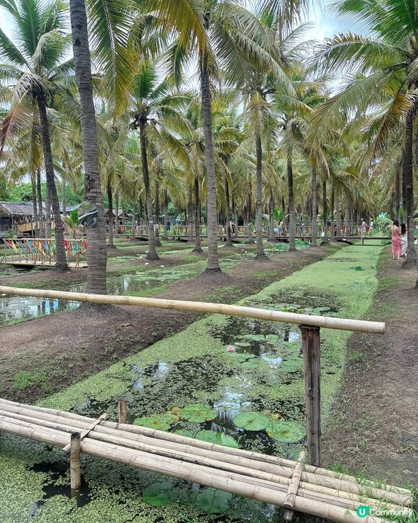 🇹🇭清邁最Chill Coconut Market 