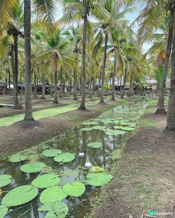 🇹🇭清邁最Chill Coconut Market 