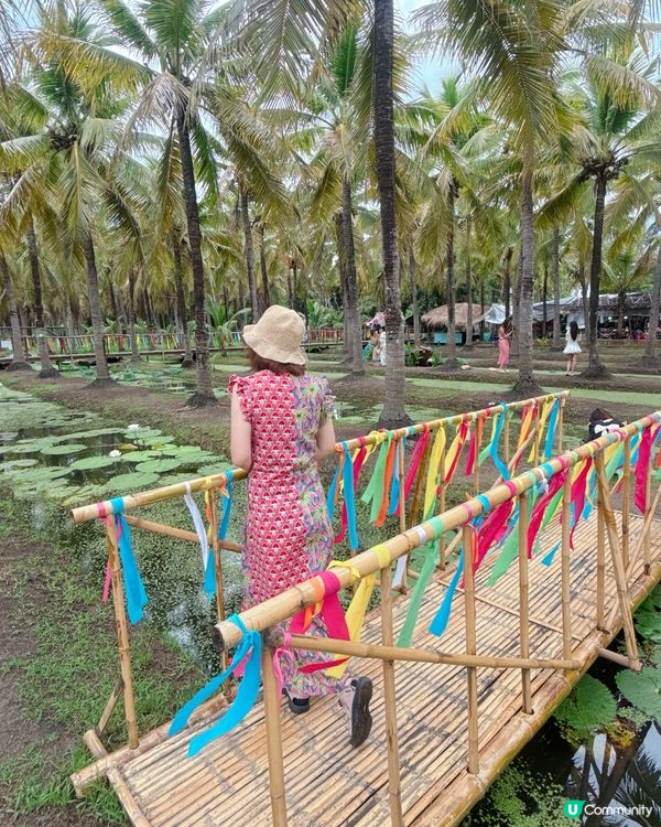 🇹🇭清邁最Chill Coconut Market 