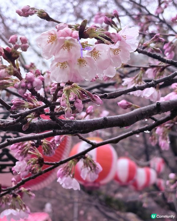 sakura