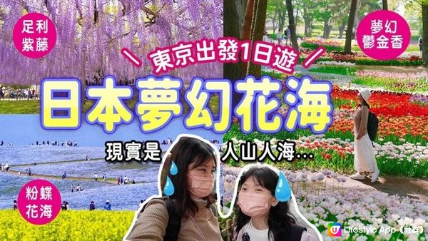 【4月必去】東京出發1日遊2大花海✿現實是...? 足利紫藤&常陸海濱公園粉蝶花海｜驚喜發現極像荷蘭的鬱金香花田!!🌷