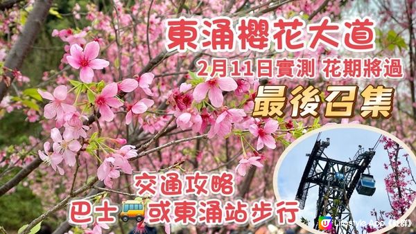 東涌櫻花園 2023 ｜80棵櫻花樹盛開｜實測近期打卡熱點｜花期將過 最後機會｜Cherry blossom Garden Tung Chung