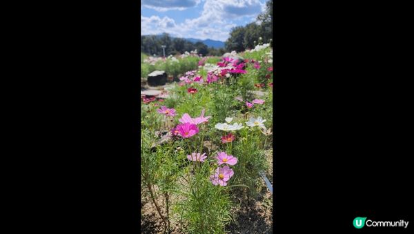 國營讚岐滿濃公園,10月初時花開,很漂亮,值得一去.
