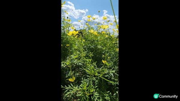 國營讚岐滿濃公園,10月初時花開,很漂亮,值得一去.