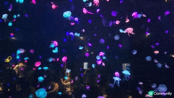 珠海長隆馬戲，長隆秀，好睇，不過小朋友可能寧願去玩機動遊戲多...