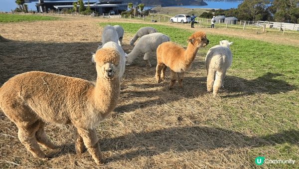 紐西蘭的冰雪世界及牧場中可愛的羊駝