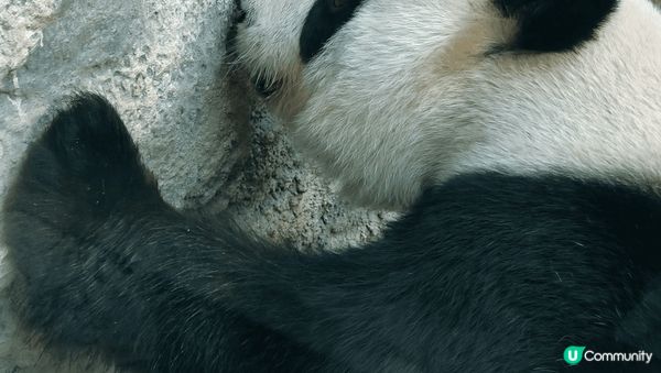 初試新開輕軌列車睇國寶，感受澳門的繁榮夜色