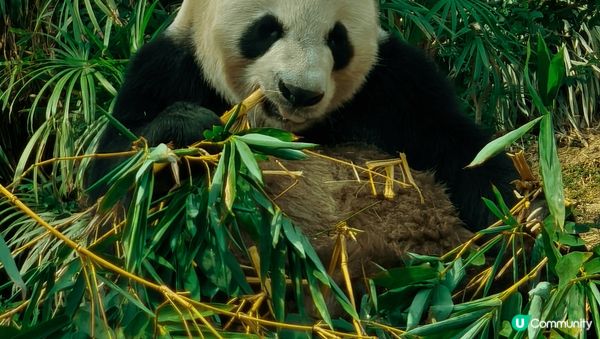 初試新開輕軌列車睇國寶，感受澳門的繁榮夜色