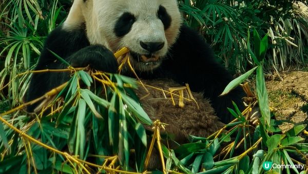 初試新開輕軌列車睇國寶，感受澳門的繁榮夜色