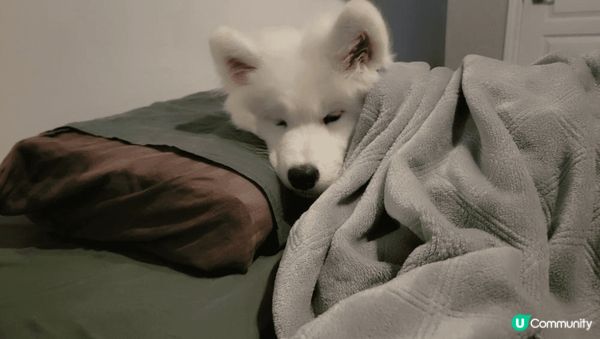 Samoyed薩摩耶白雪雪好像豆腐，所以她的名字叫豆腐，而且...