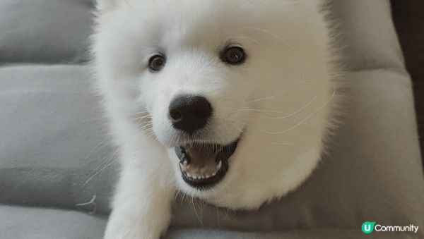 Samoyed薩摩耶白雪雪好像豆腐，所以她的名字叫豆腐，而且...