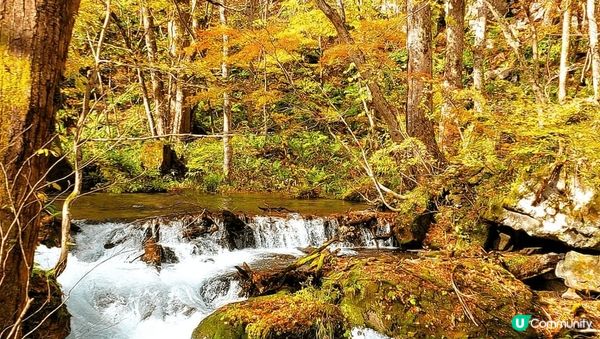 奥入瀬渓流~ 美但不是最美