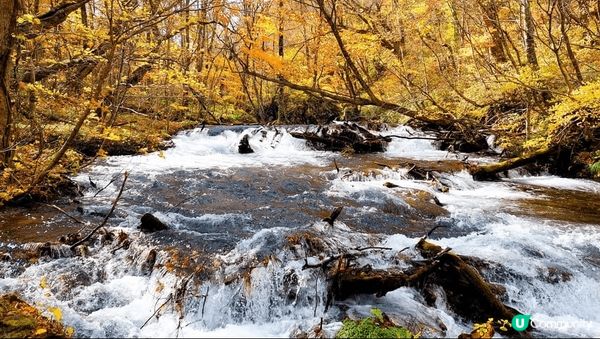 奥入瀬渓流~ 美但不是最美