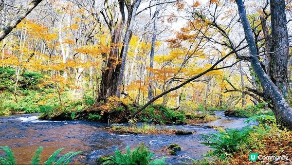 奥入瀬渓流~ 美但不是最美