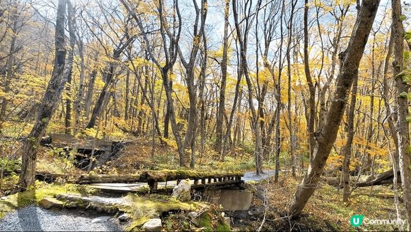 奥入瀬渓流~ 美但不是最美