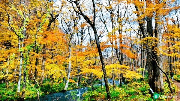 奥入瀬渓流~ 美但不是最美