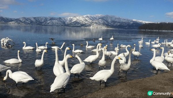 北海道的屈斜路湖是日本最大的火山口湖。冬季不僅景色優美，同時...